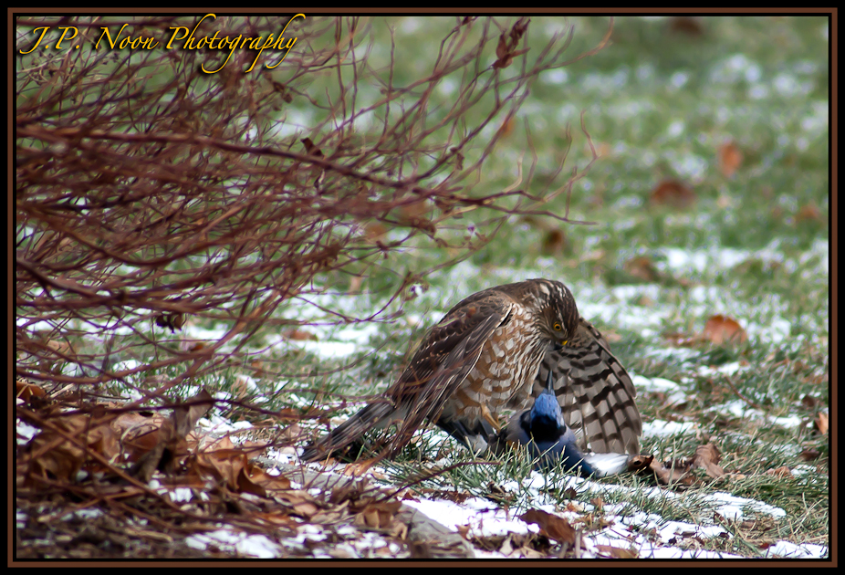 Hawk on Jay