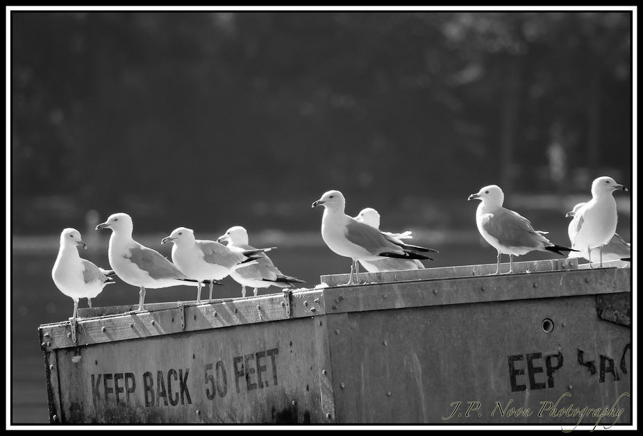 Seagulls