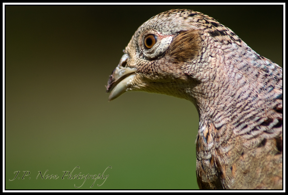 Hen Pheasant