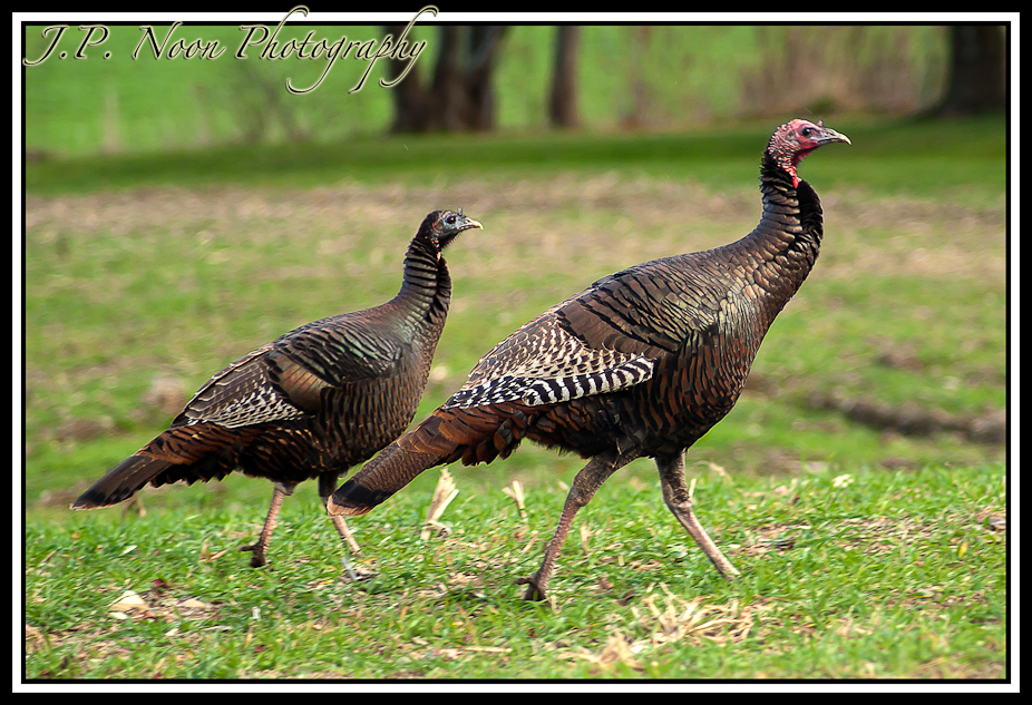 Hen Turkeys