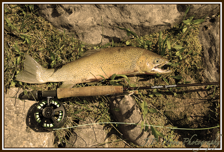 Cutthroat Sepia