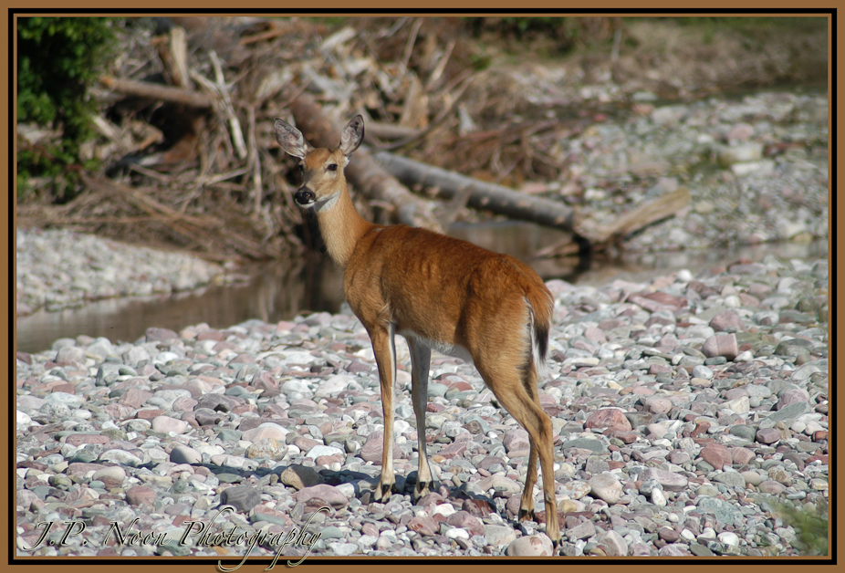 Whitetail Doe