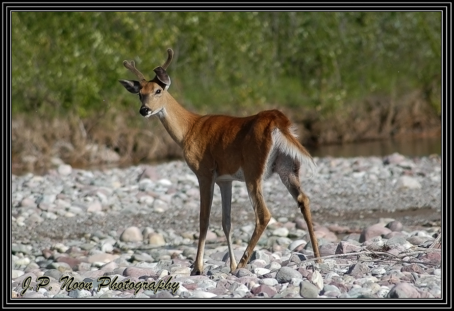 Whitetail In Velvet