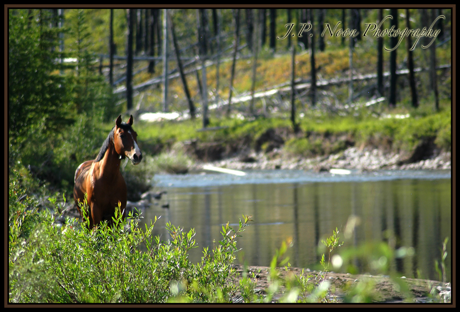 Horse & Stream