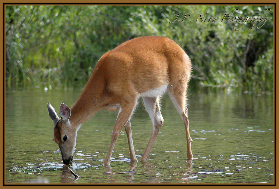 Doe Drinking