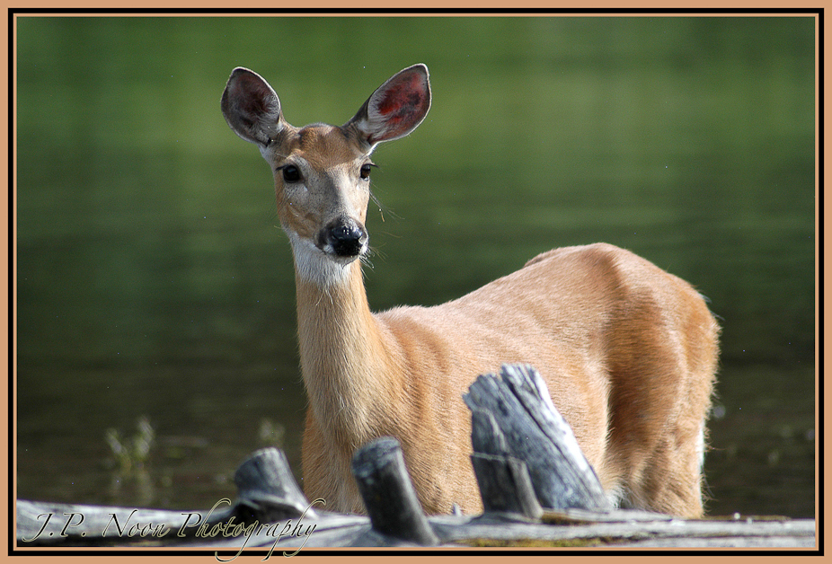 Doe in Water