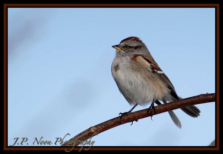 American Tree Sparrow