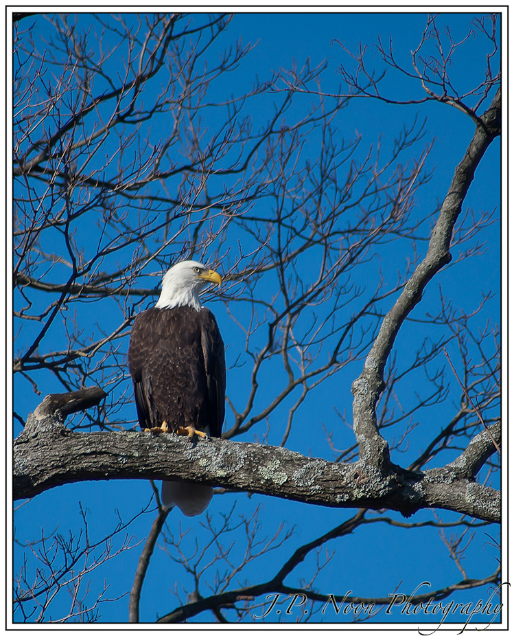 Bald Eagle