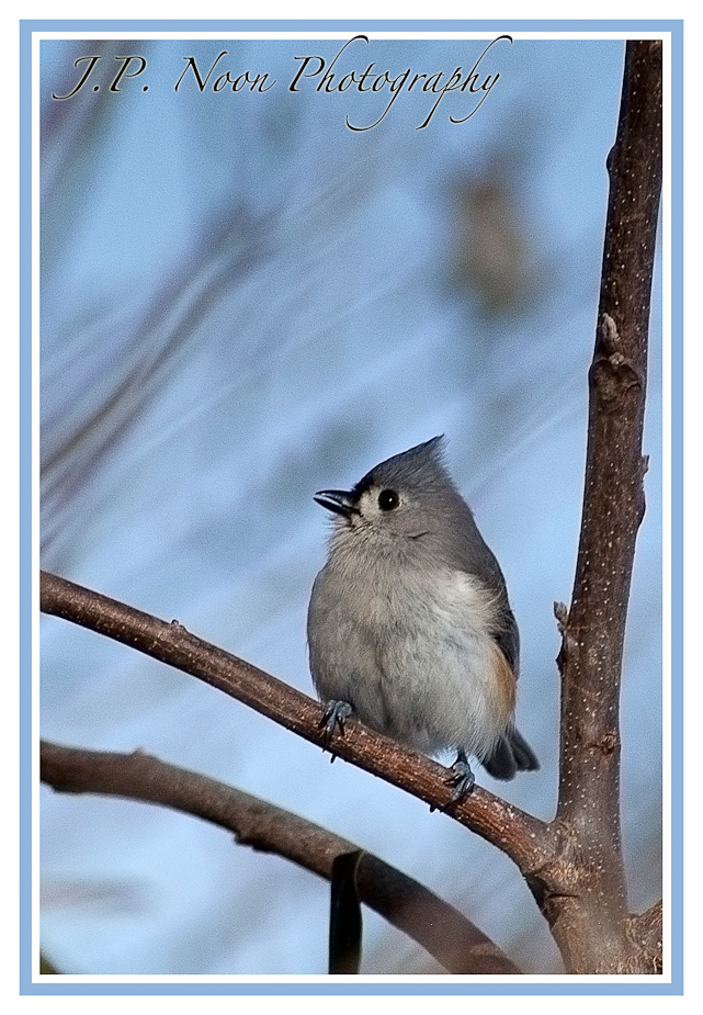 Tufted Titmouse