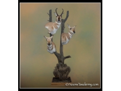 antelope_display