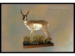 Lifesize_antelope_2