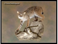 bobcat