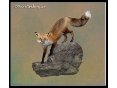 Red_Fox